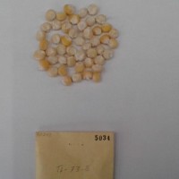 CIMMYTMA 5034 - Reference Inventory.jpg