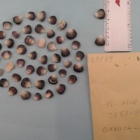 CIMMYTMA 5978 - Reference Inventory.jpg