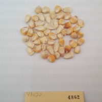 CIMMYTMA 4862 - Reference Inventory.jpg