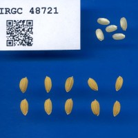 IRGC 48721 Seed Photo