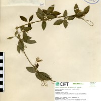 8945 herbarium