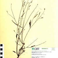 7273 herbarium
