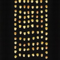 CIMMYTMA 5183 GUAT 111 AF19A-0903-9 K.jpg