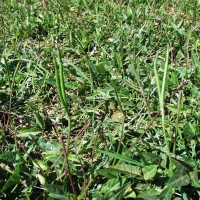 Vigna unguiculata 7310 (2).JPG