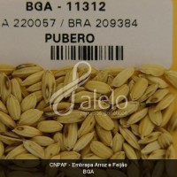 BRA00008647-0.JPG
