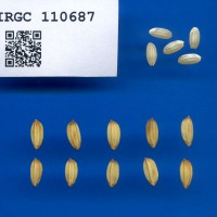 IRGC 110687 Seed Photo