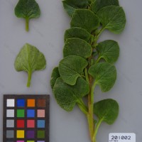 CIP 201002 Herbarium