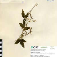 8959 herbarium