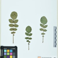 218656_HAM 78 CIP 760510.JPG