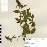 19875 herbarium