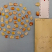 CIMMYTMA 6123 - Reference Inventory.jpg