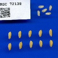 IRGC 72138 Seed Photo