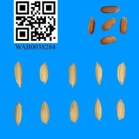 WAB0038284.jpg