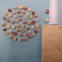 CIMMYTMA 8191 - Reference inventory.jpg