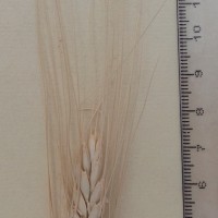 CWI_19125_52647_522_3_c.jpg