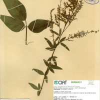 3462 herbarium