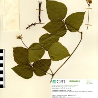 24140 herbarium