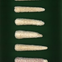 CIMMYTMA 24637 VERA 602 BA22U-2903-32 C.jpg