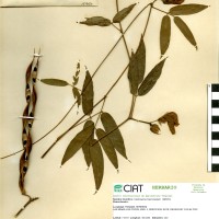 15457 herbarium
