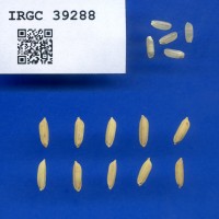 IRGC 39288 Seed Photo