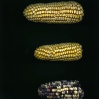 CIMMYTMA 8455 HIDA 92 BA21U-2903-212 E_compress.jpg