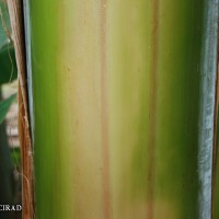 6.2.5 - Main underlying colour of the pseudostem (2018)