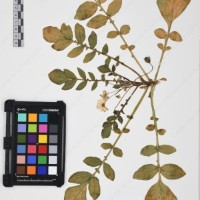 CIP 760028_OCH S79_03.jpg