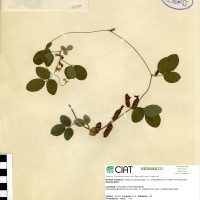 21129 herbarium