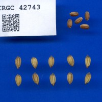 IRGC 42743 Seed Photo