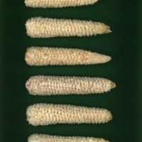 CIMMYTMA 17012 ECUA 1044 AF23A-0903-42 C.jpg