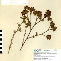 2056 herbarium