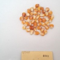 CIMMYTMA 4841 - Reference Inventory.jpg