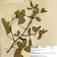 9283 herbarium