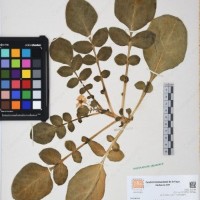 CIP 761444_OCH 12081a.jpg