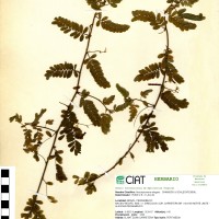 8243 herbarium