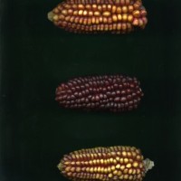 CIMMYTMA 31795 CUZ 76 TC22U-2902-36 E.jpg