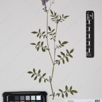 CIP 762915_SSTH 7397_06.jpg