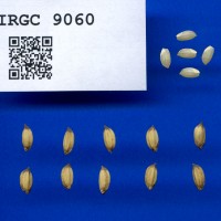 IRGC 9060 Seed Photo