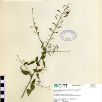 3580 herbarium