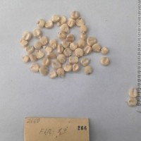 CIMMYTMA 266 - Reference Inventory.jpg