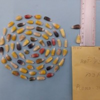 CIMMYTMA 7541 - Reference inventory.jpg