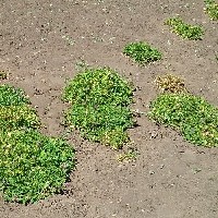 102029(Trifolium decorum2195).jpg