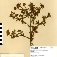 92 herbarium