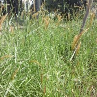 12795_Plant with flowers.jpg