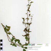23103 herbarium
