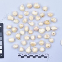 CIP 761590_OCH 13350_chl_T_2024.jpg