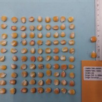 CIMMYTMA 15692 - Reference Inventory.jpg