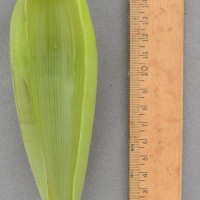 6.5.2 - Bract apex shape