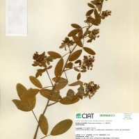 23808 herbarium