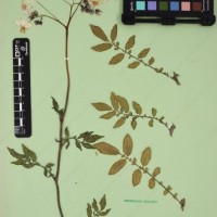 CIP 762633_OCHS 12602_12.jpg